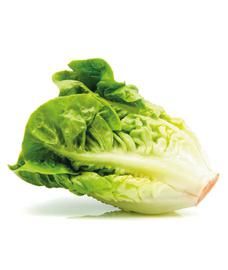 Lechuga Criolla Por Kg