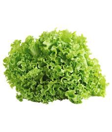 Lechuga Crespa Por Kg.